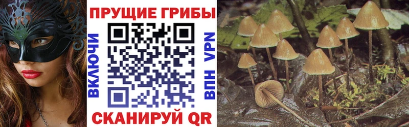 Псилоцибиновые грибы Psilocybine cubensis Купить где Гудермес